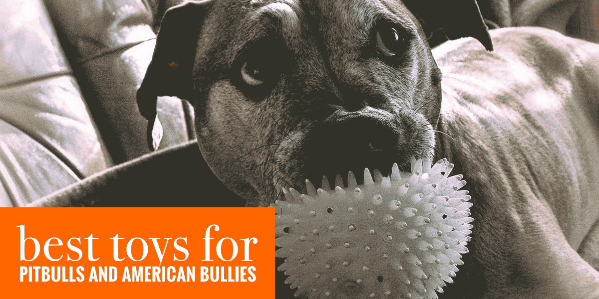 bully ball dog toy