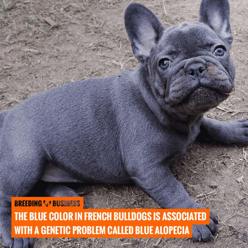 How To Breed French Bulldogs — Heat, Litter Size, Health ...