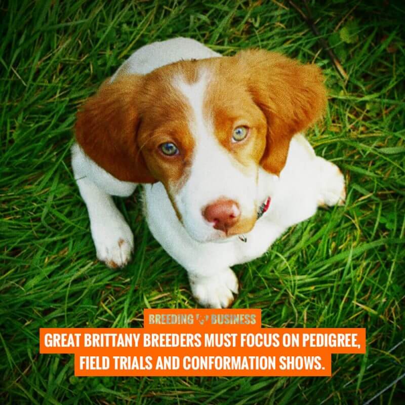 breeding brittany dogs