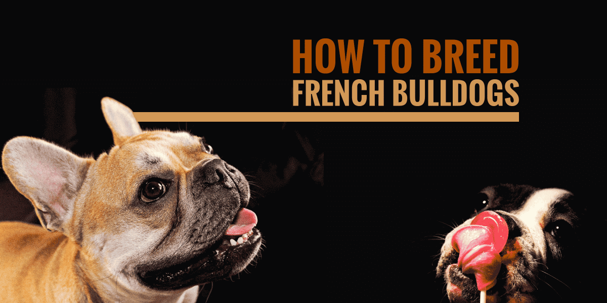 How To Breed French Bulldogs — Heat, Litter Size, Health & More!
