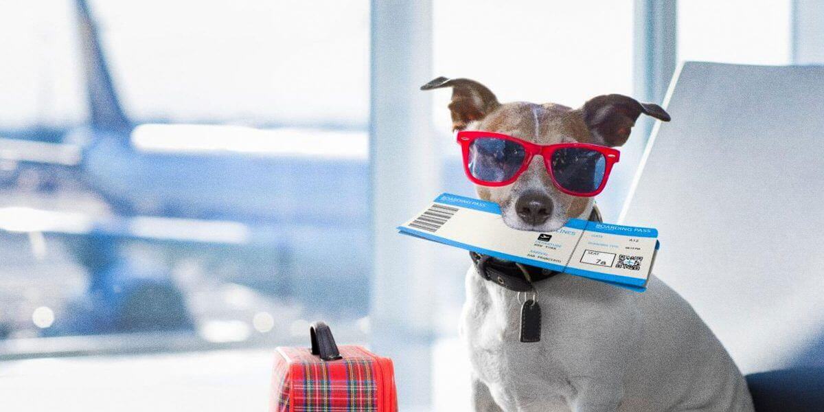 dogs on easyjet flights