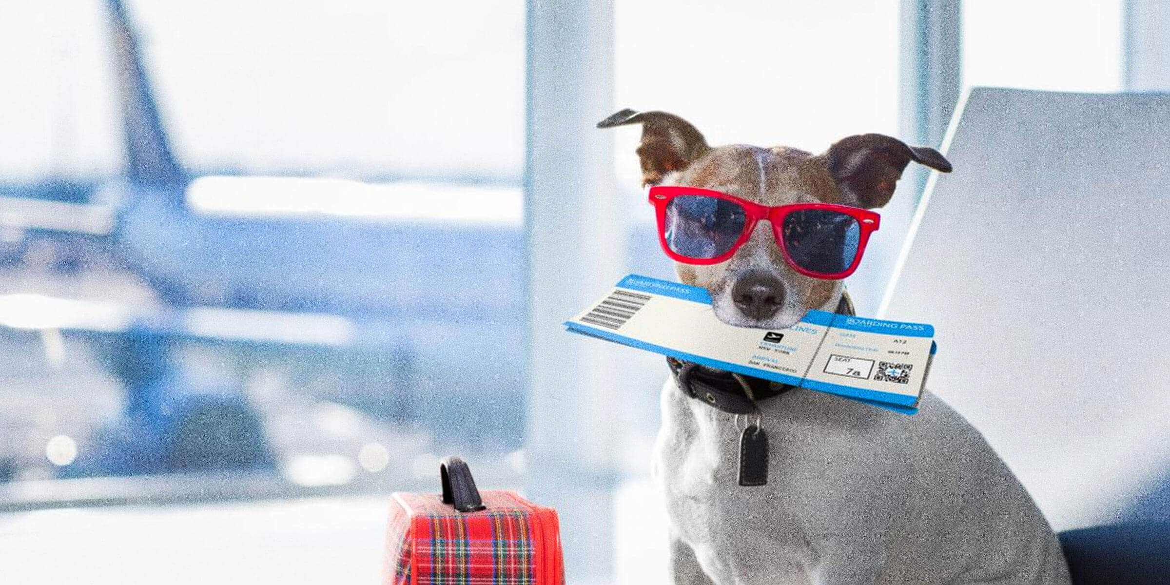 cost to fly a dog internationally