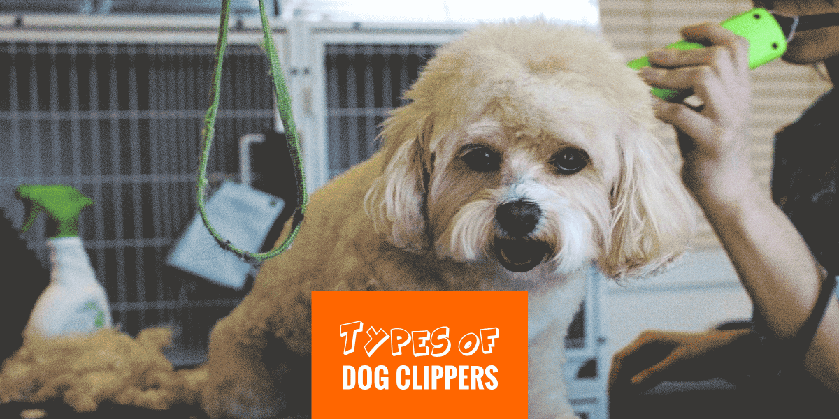 inexpensive dog clippers