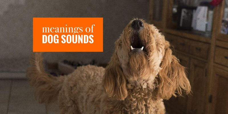 Words For Dog Sounds