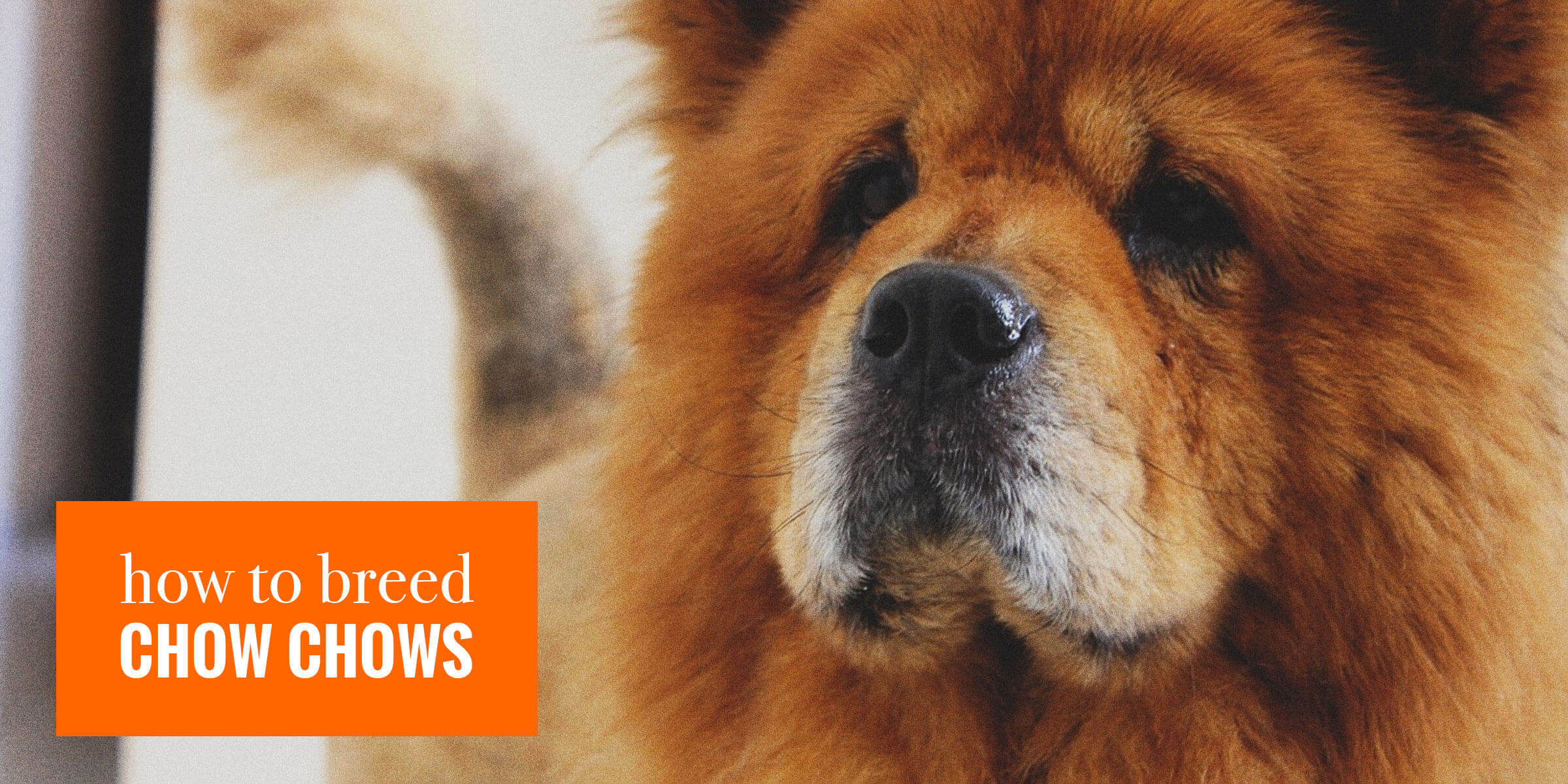 chow chow names chinese