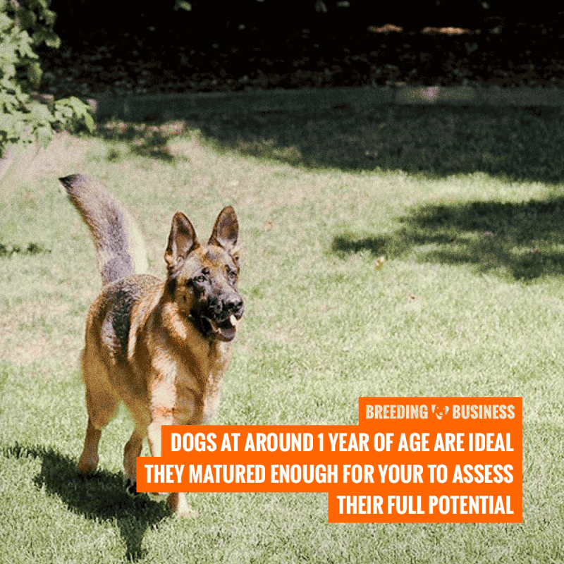 best age buying stud and female dog