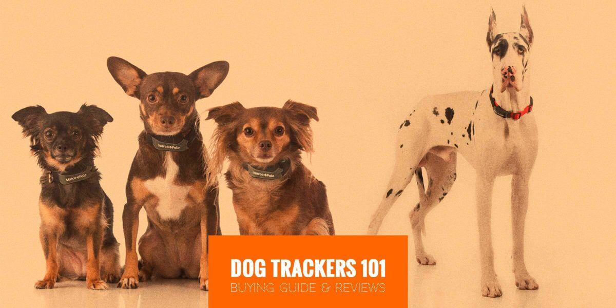 dog heat tracker
