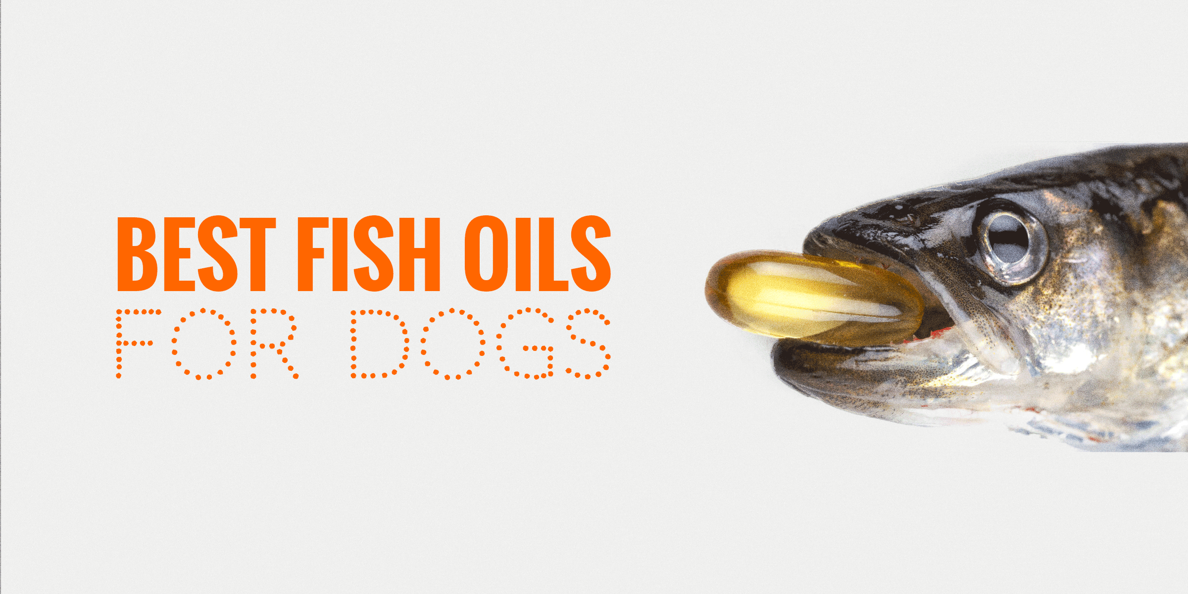 best fish for dogs