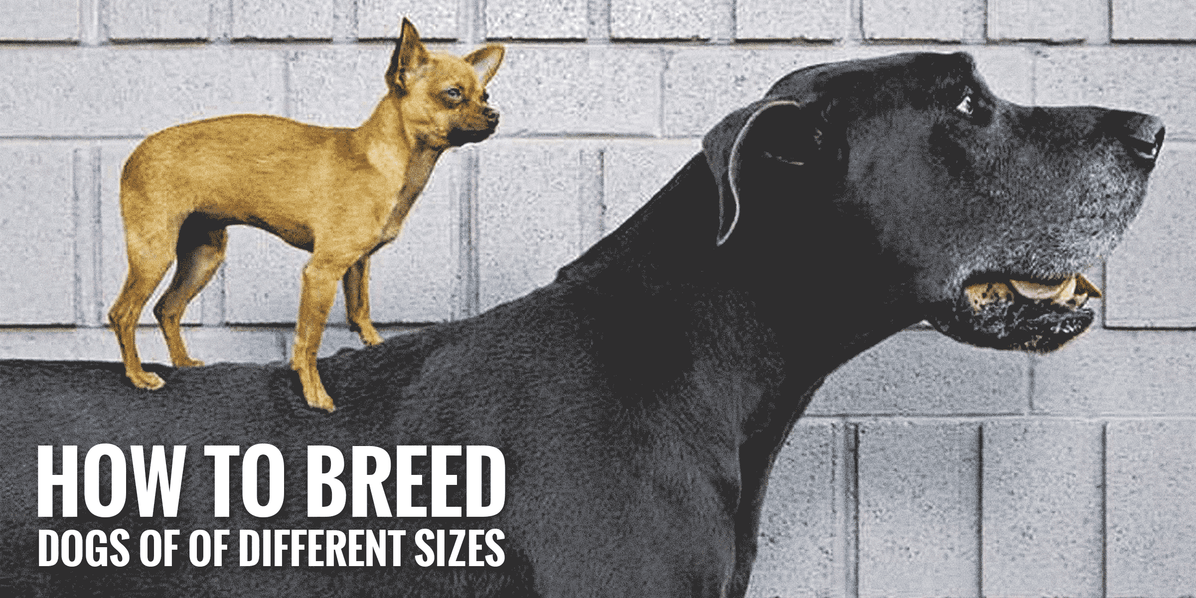 where to breed my dog