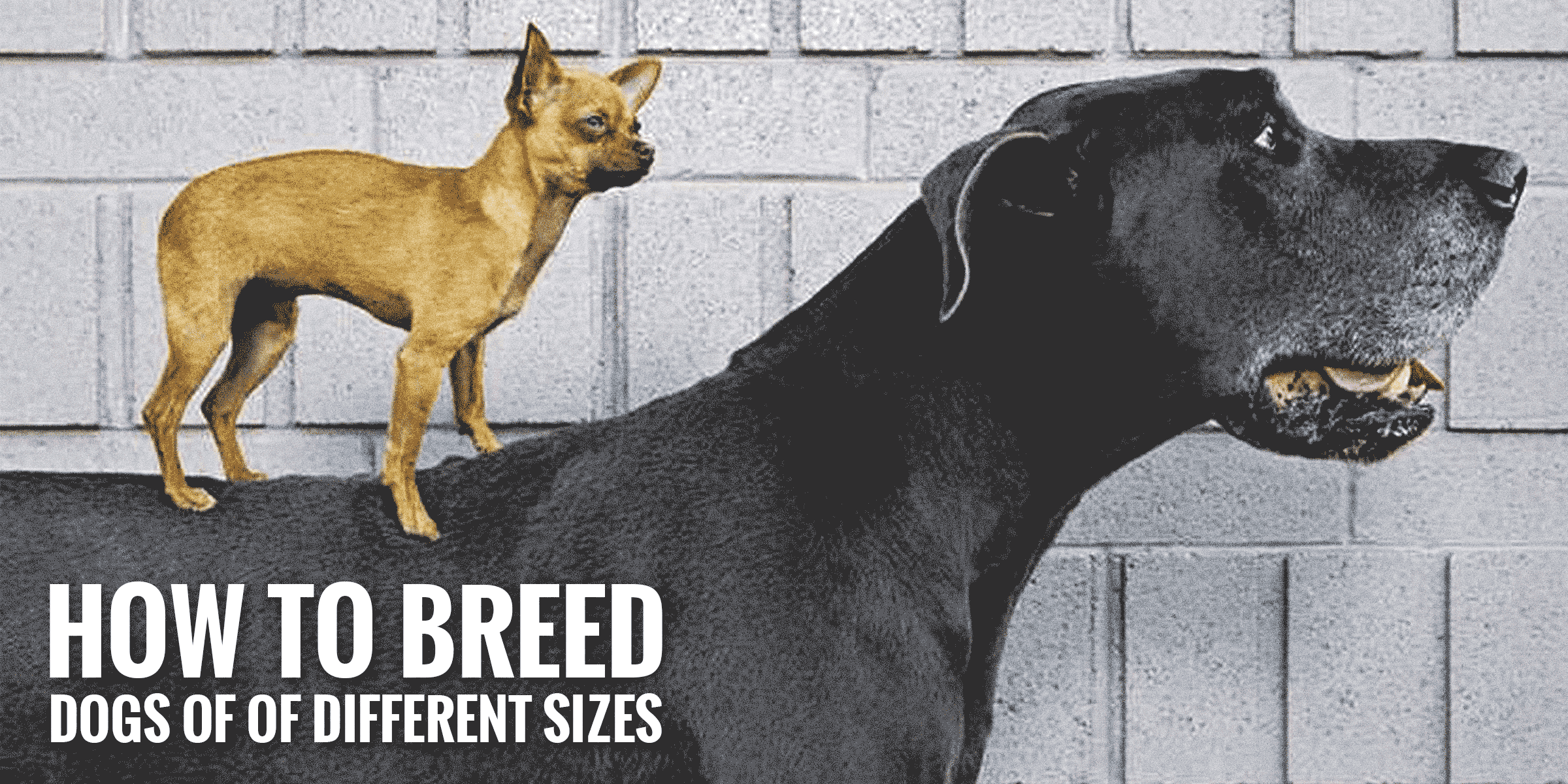 How to Breed Dogs of Different Sizes 