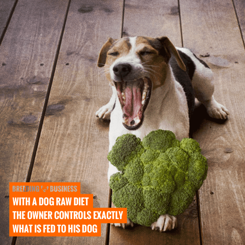 control ingredients with a dog raw diet