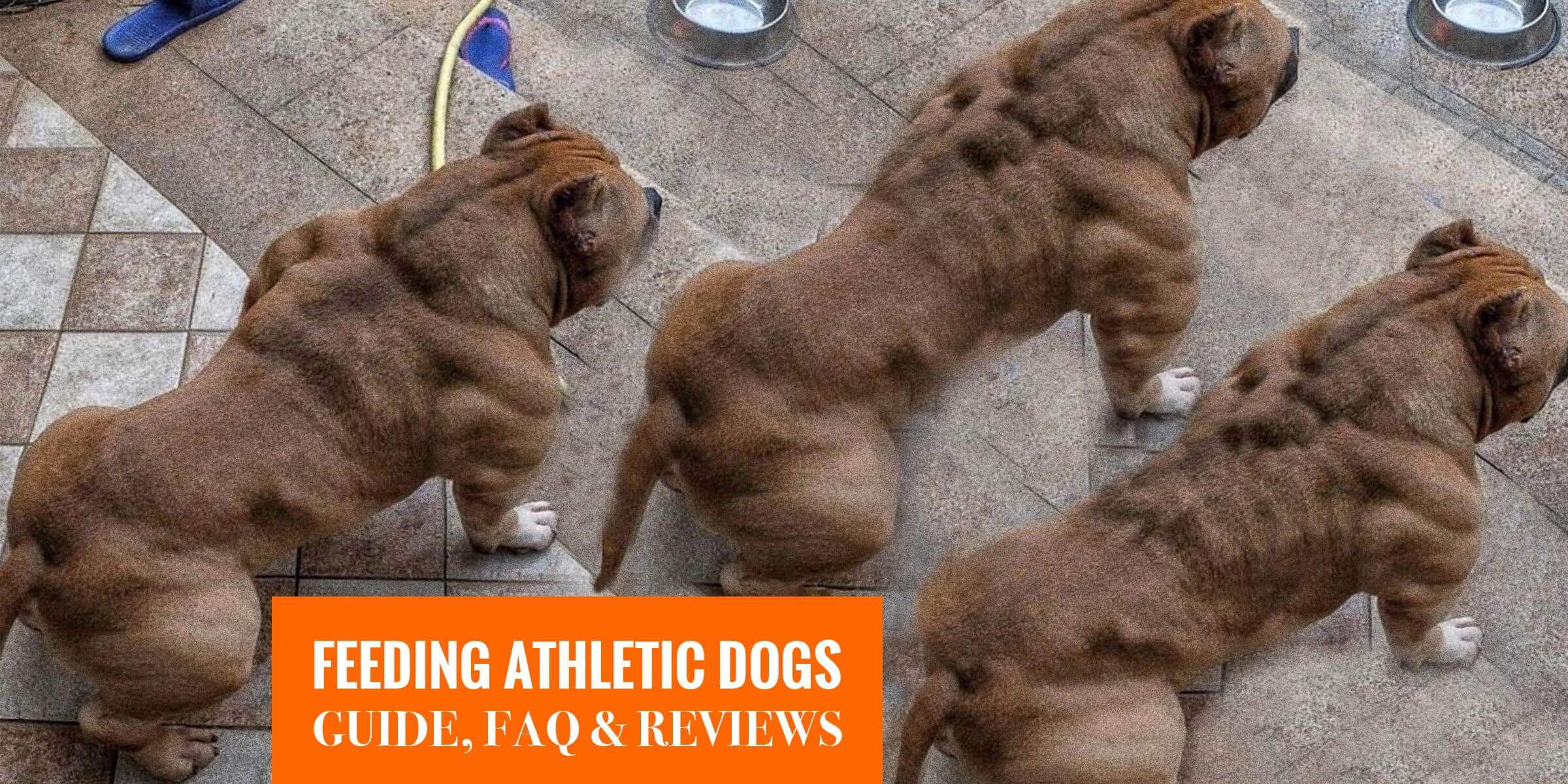 Top 7 Best Dog Foods For Athletic Dogs 