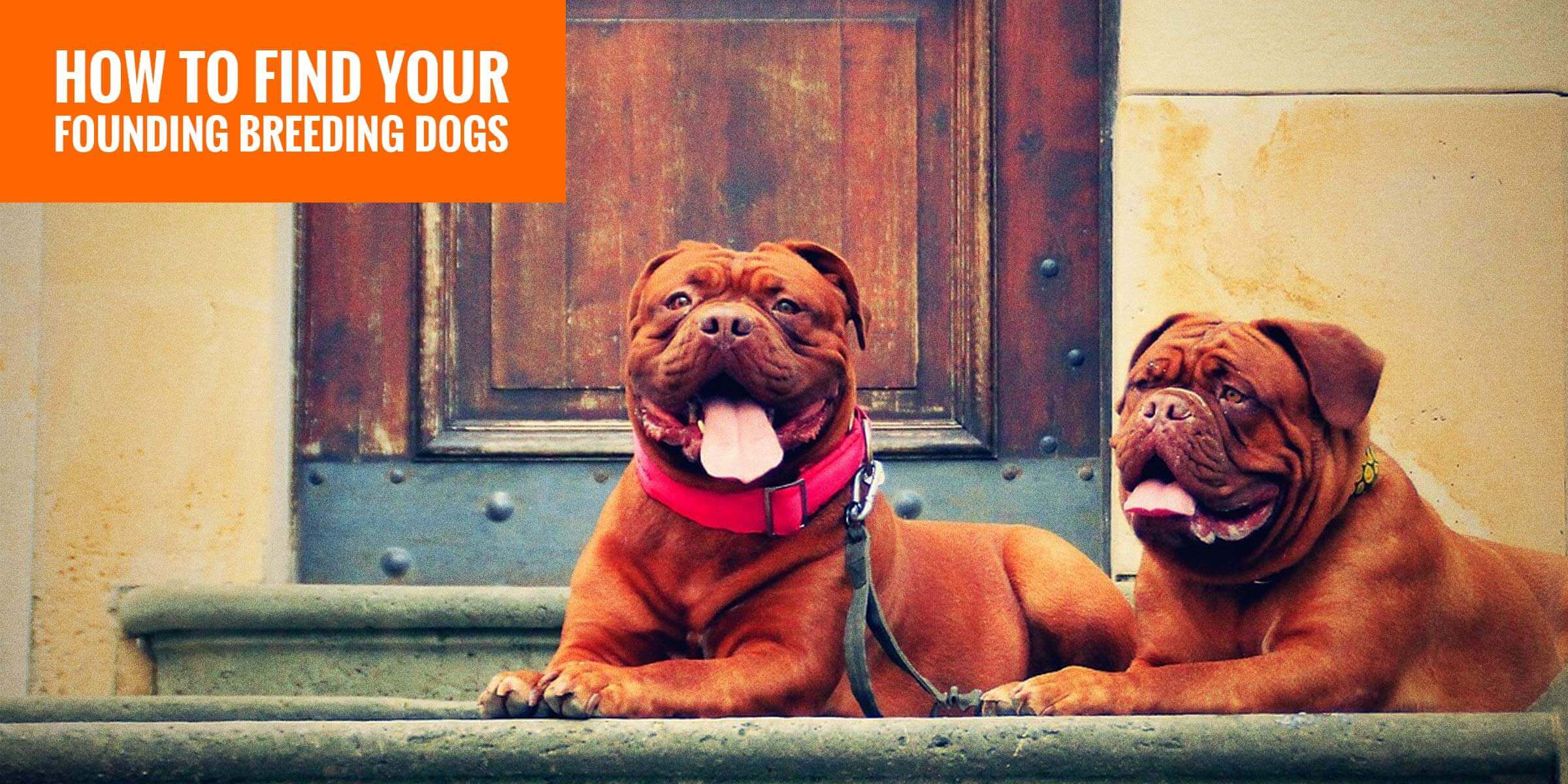 dog bloodline search