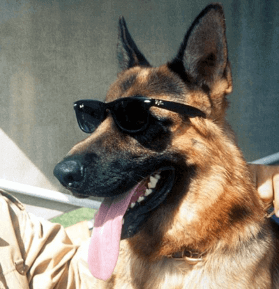 Gunther IV (rich dog)