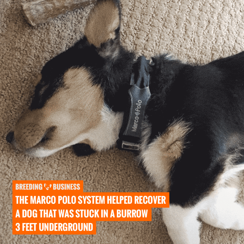 marco polo tracking system for pets