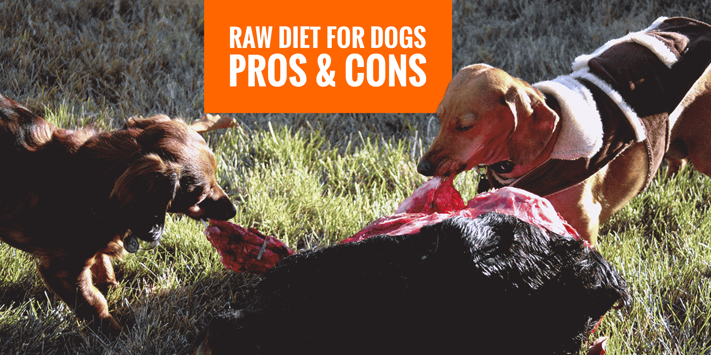 raw diet bad for dogs