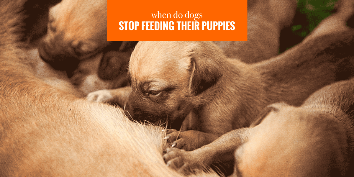 when to stop feeding your dog puppy food