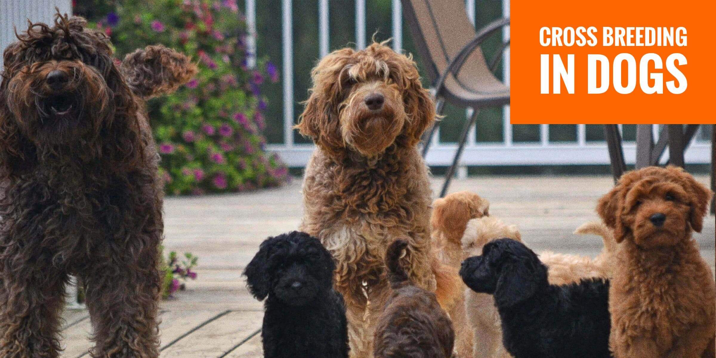 Кроссбридинг. Cross breed. Мраморная говядина корова. Mobile breeding. Кроссбридинг это в биологии.