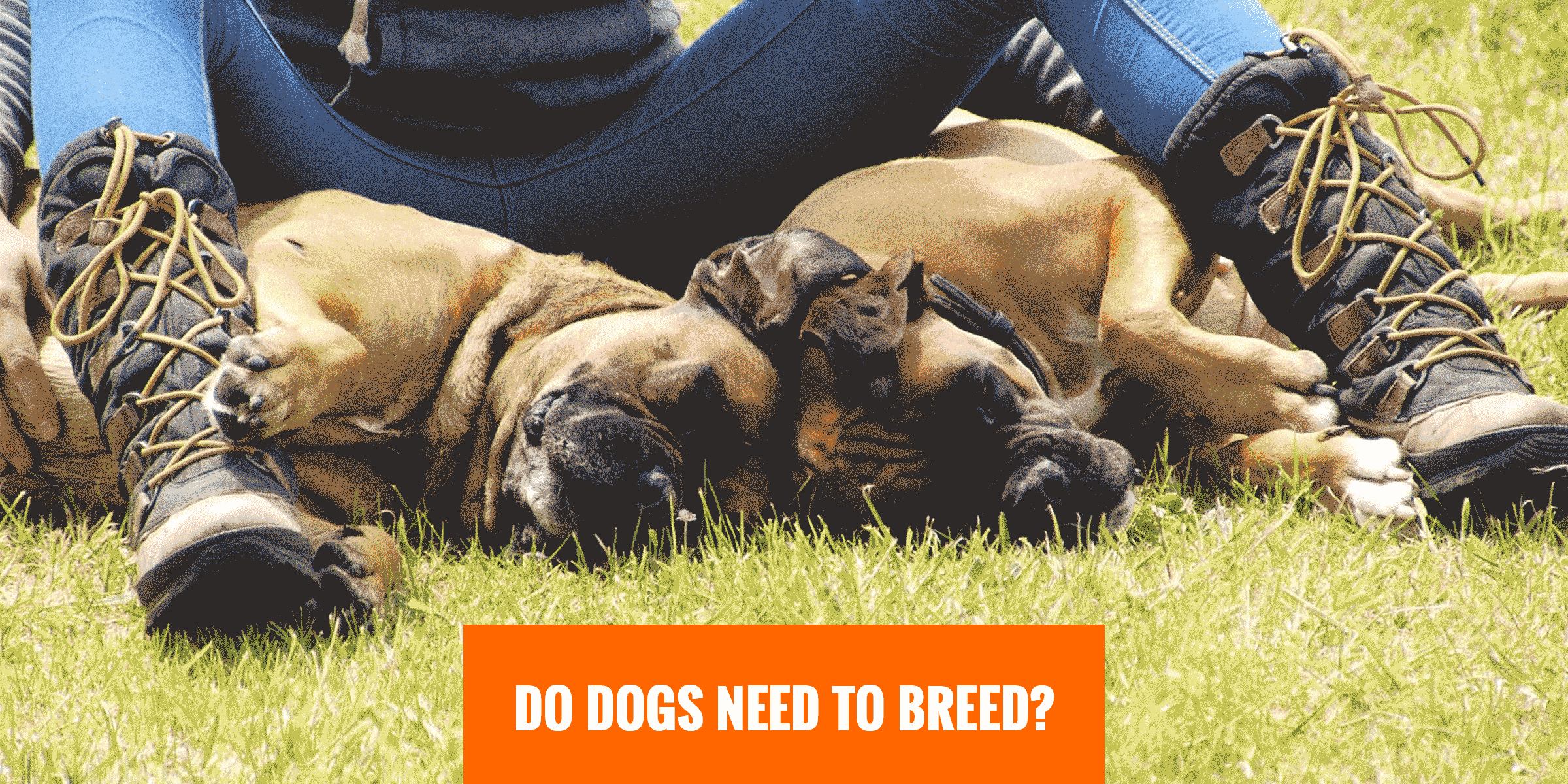 Do Dogs Need To Breed Is It Healthy To Never Mate A Dog Do Dogs Need To Breed Is It Healthy To Never Mate A Dog