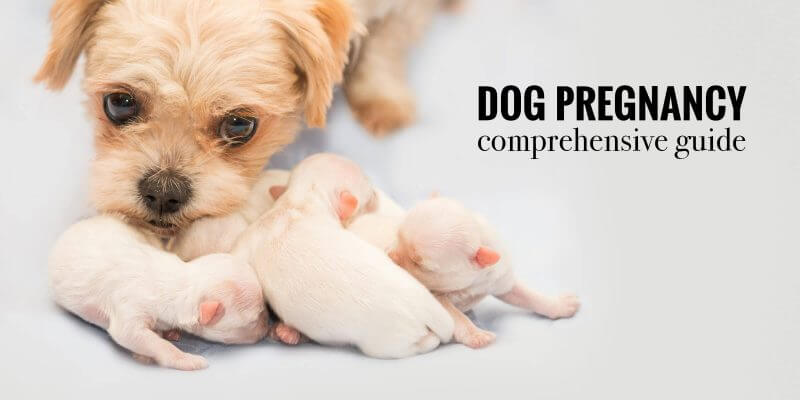 Dog Pregnancy Signs Stages Labor Risks Dystocia Faq