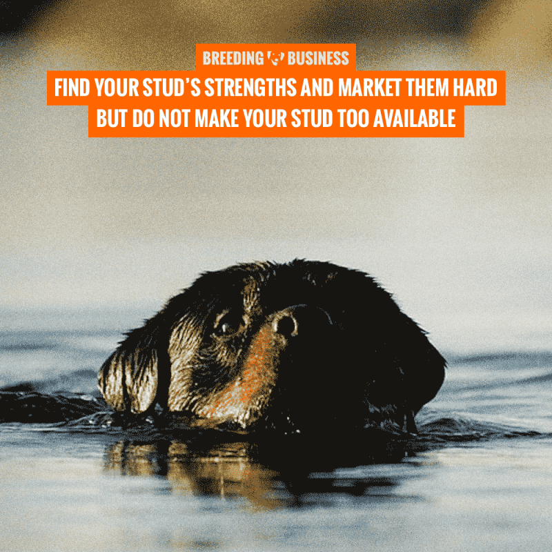 dog stud service tips