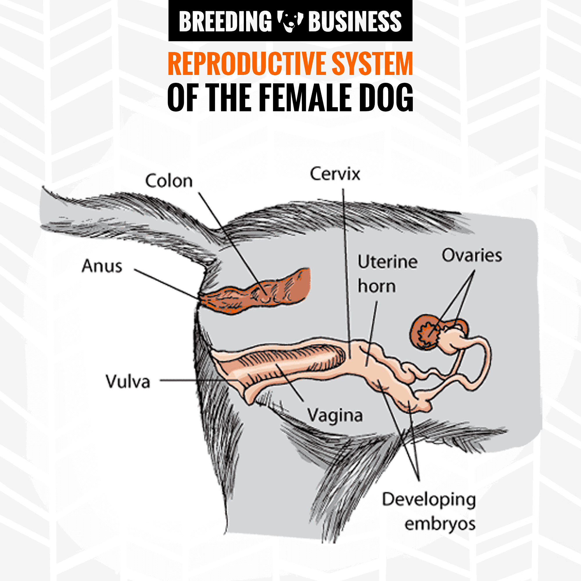 Systèmes Reproducteurs pour Chiens Mâles et Femelles – Organes et