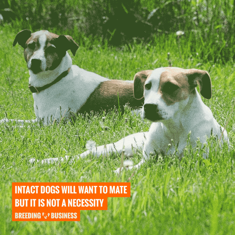 is breeding required for dogs?