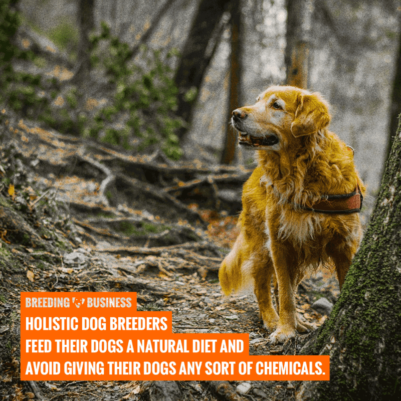 natural rearing of puppies