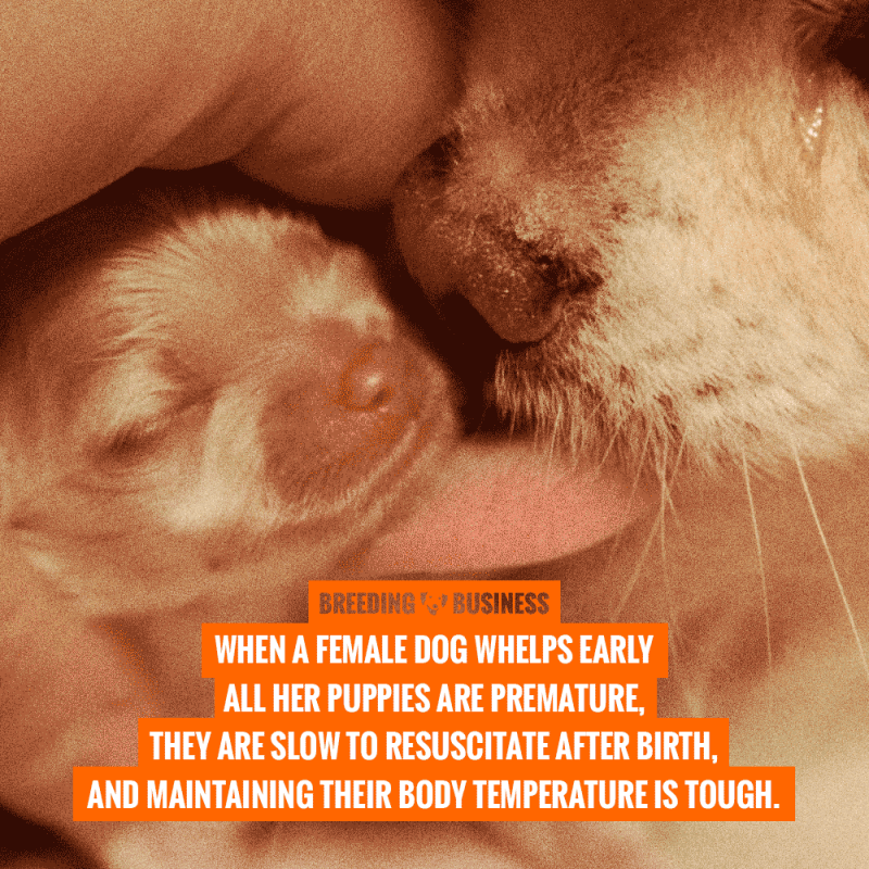 preterm birthing in dogs