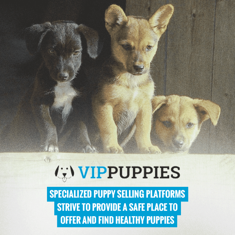 puppies for sale websites