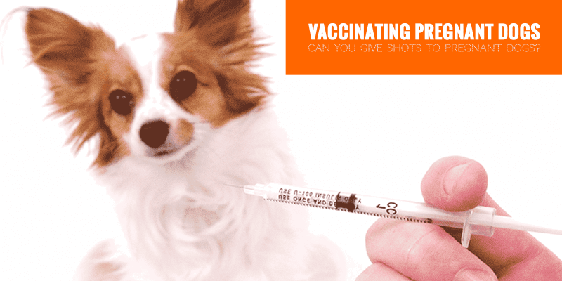 Can You Vaccinate Pregnant Dogs 