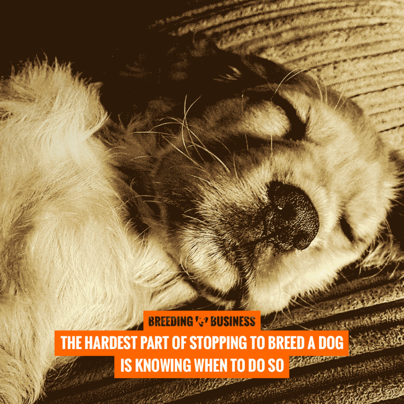 when should you stop breeding dogs