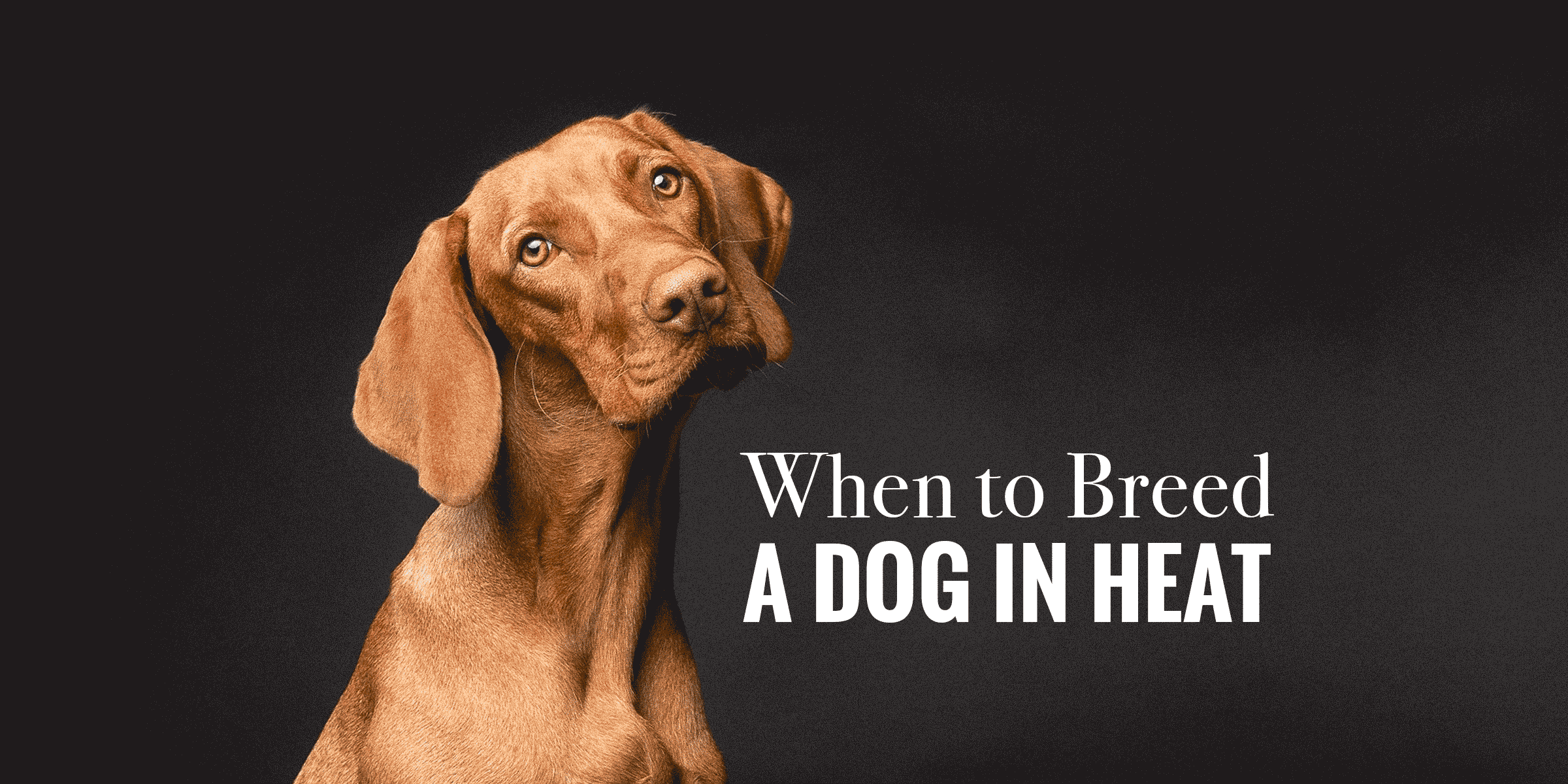 When to Breed a Female Dog in Heat?