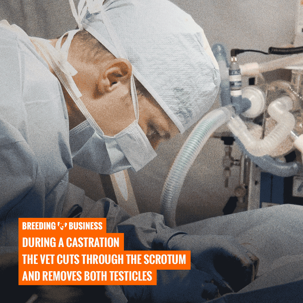 How Much Does A Dog Castration Cost Uk at Lena Pina blog