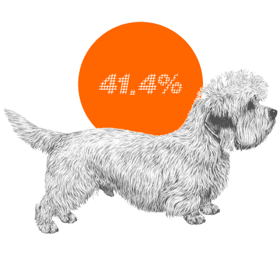 Dandie Dinmont Terrier c-sections
