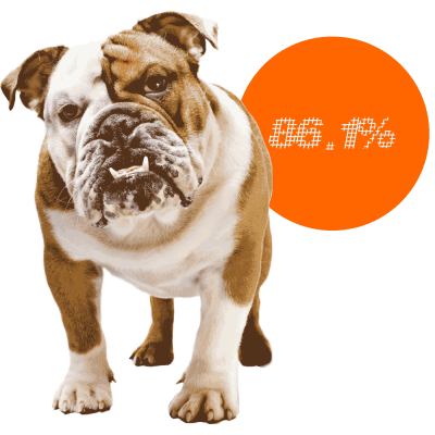 English Bulldog c-sections
