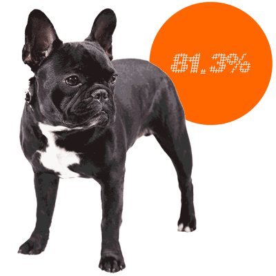 French Bulldog c-sections