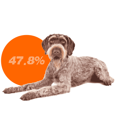 German Wirehaired Pointer c-sections