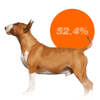 Miniature Bull Terrier c-sections