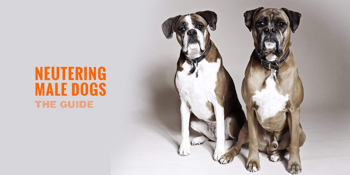 dog diaper after neutering