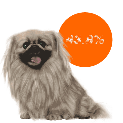Pekingese c-sections
