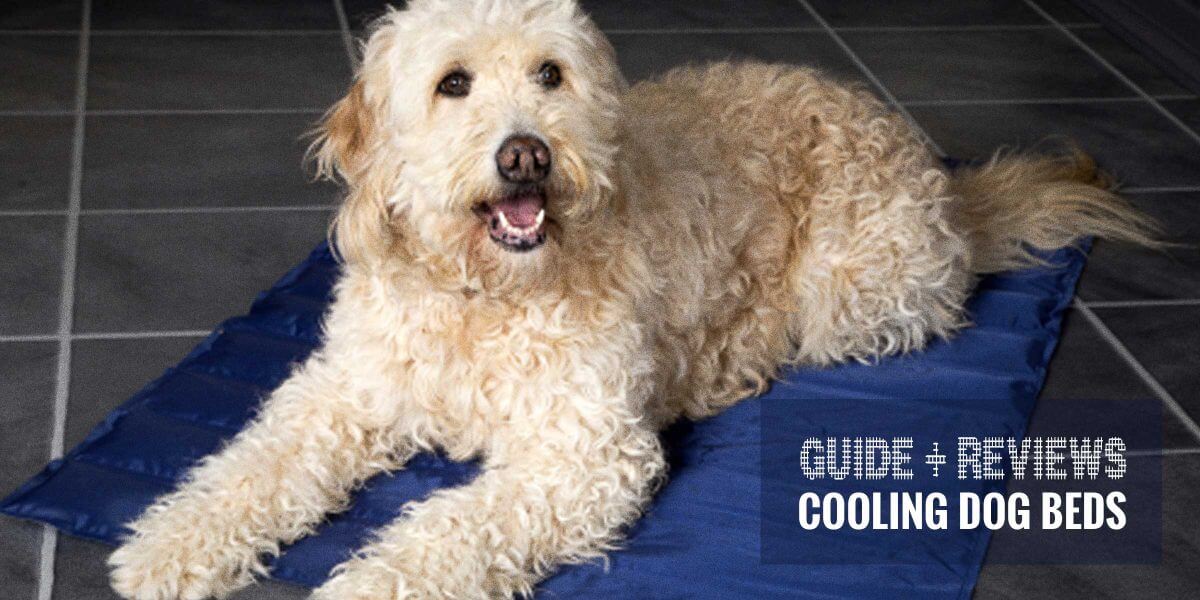 cooling dog bed reviews