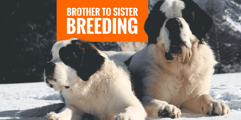Breeding Brother and Sister Dogs 
