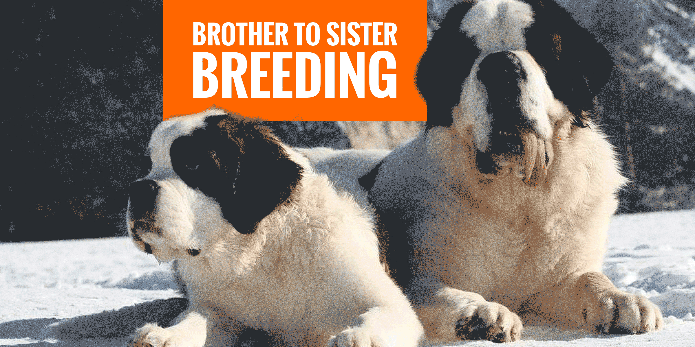 breeding dogs from same litter