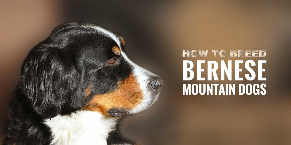 degenerative myelopathy bernese mountain dogs