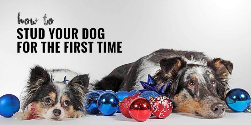 how to find what breed your dog is