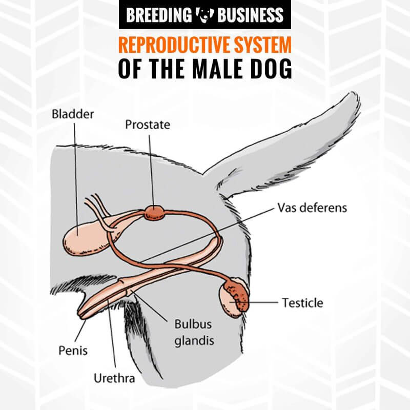 Male & Female Dog Reproductive Systems — Organs and Hormones