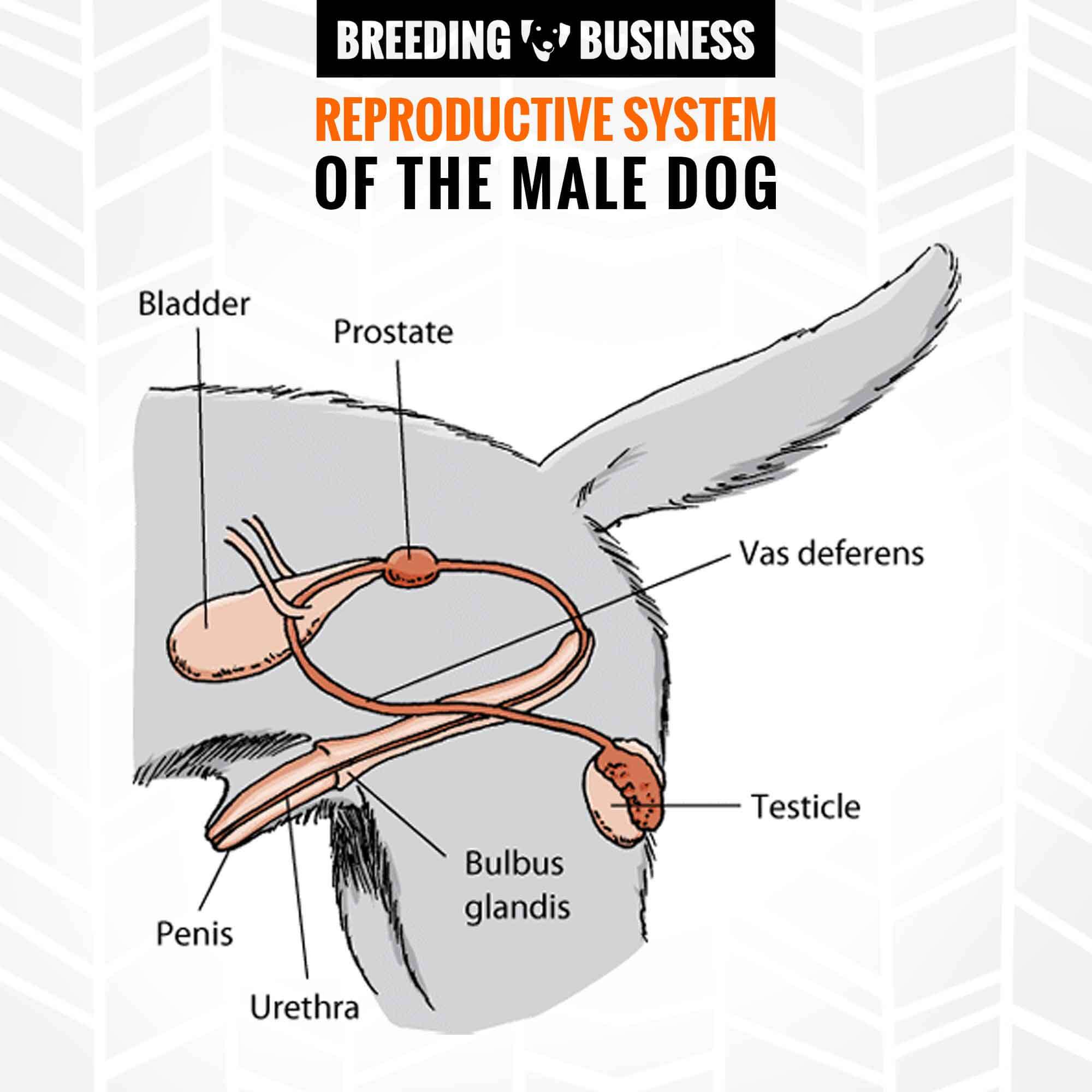 Male Female Dog Reproductive Systems Organs And Hormones