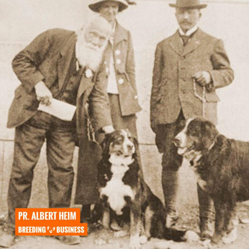 professor albert heim bernese mountain dog history