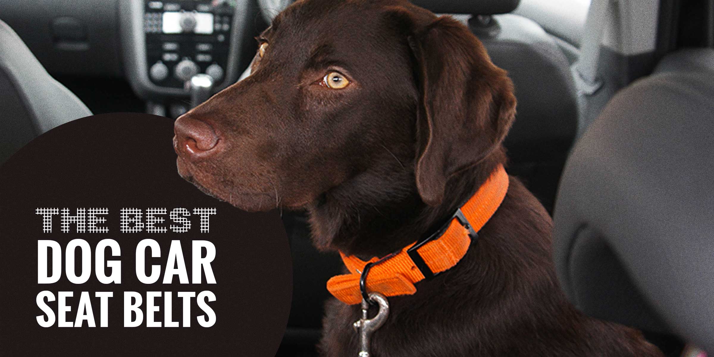 dog harness with seat belt loop
